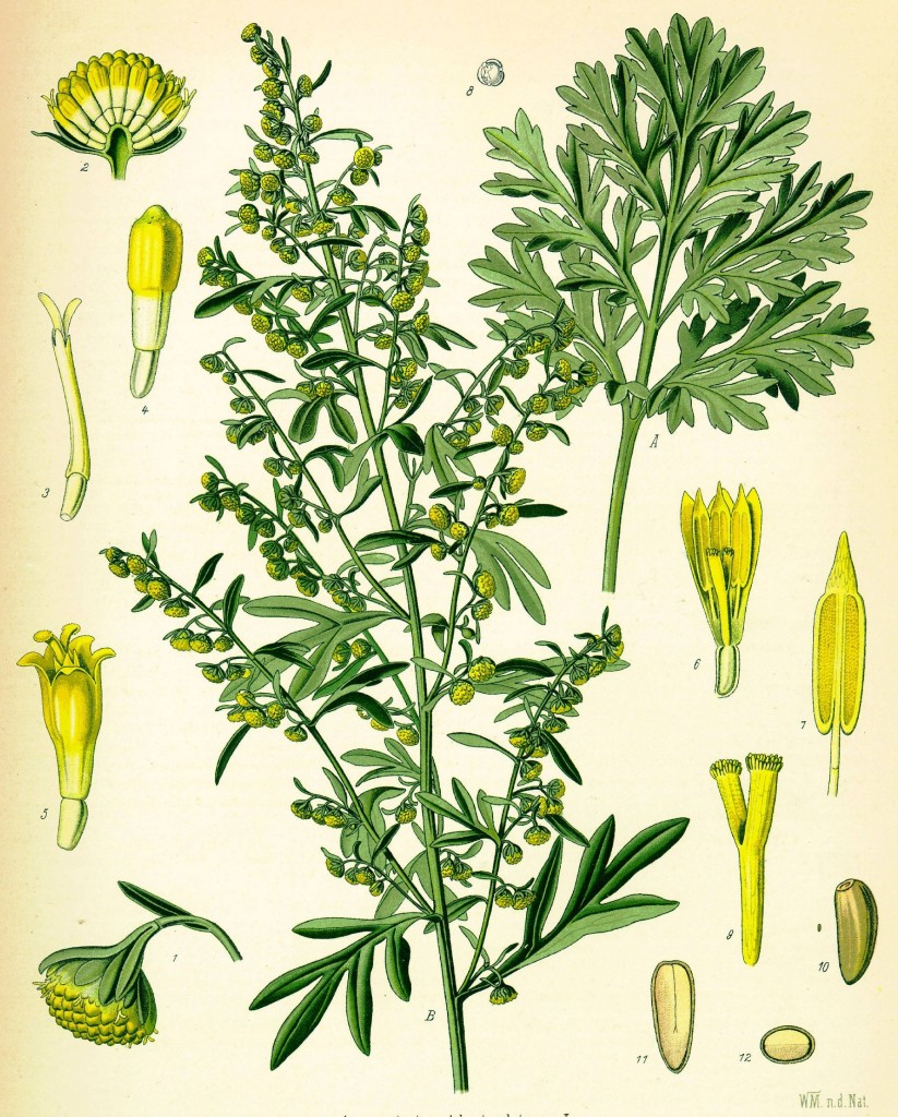 Полынь горькая. Ботаническая иллюстрация из книги «Köhler’s Medizinal-Pflanzen», 1887